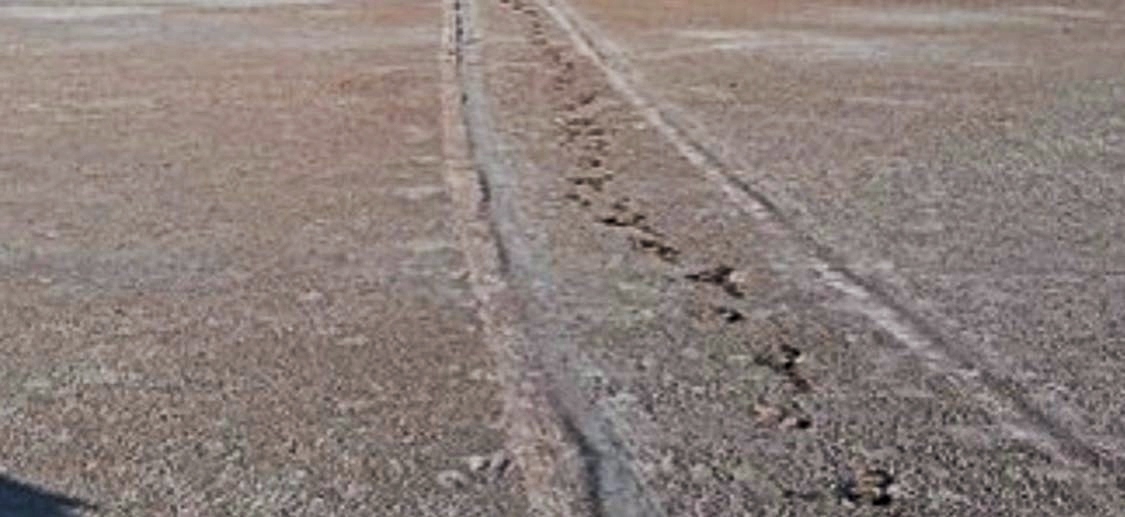 Gran Salitral: El Desierto Blanco que Cautiva en La Pampa