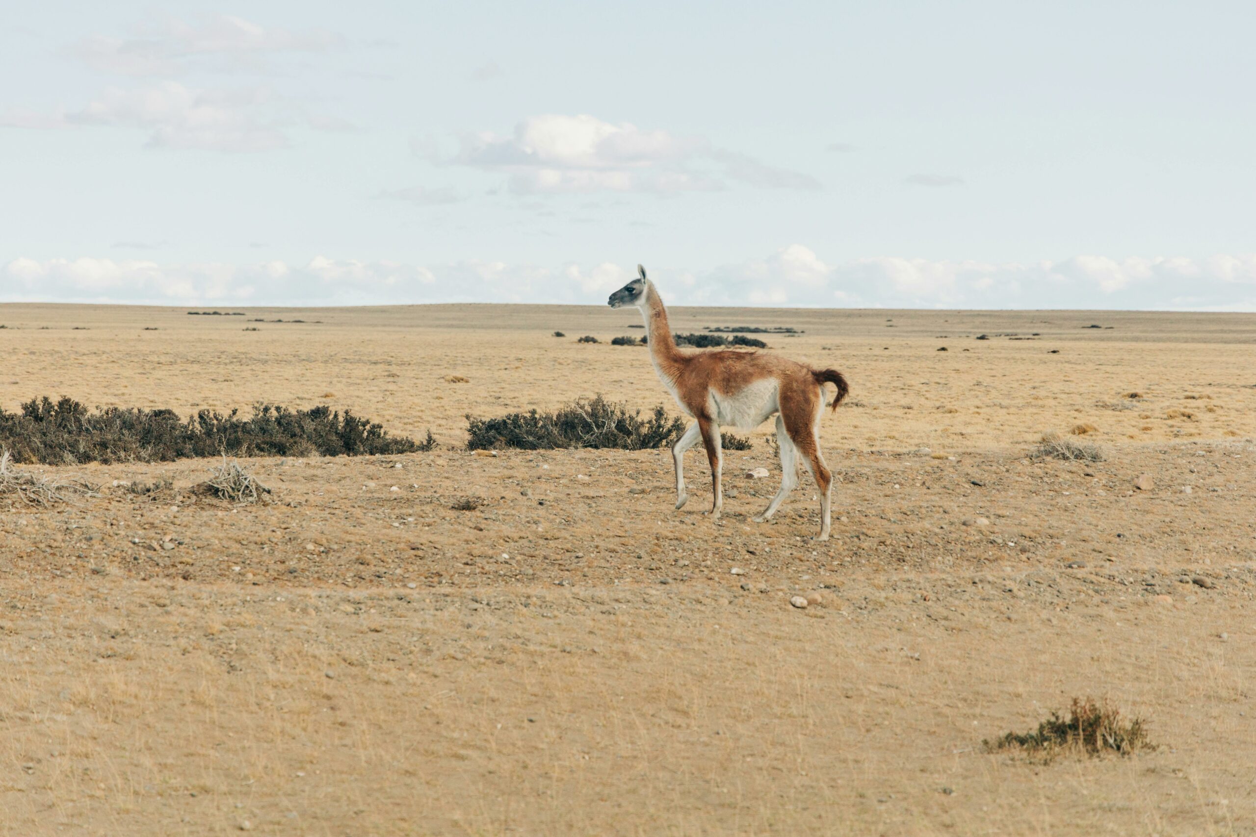 Pampa de los Guanacos: Un Paisaje Vivo de Libertad